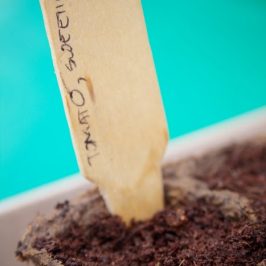 Vegetable Garden On Its Way!!!