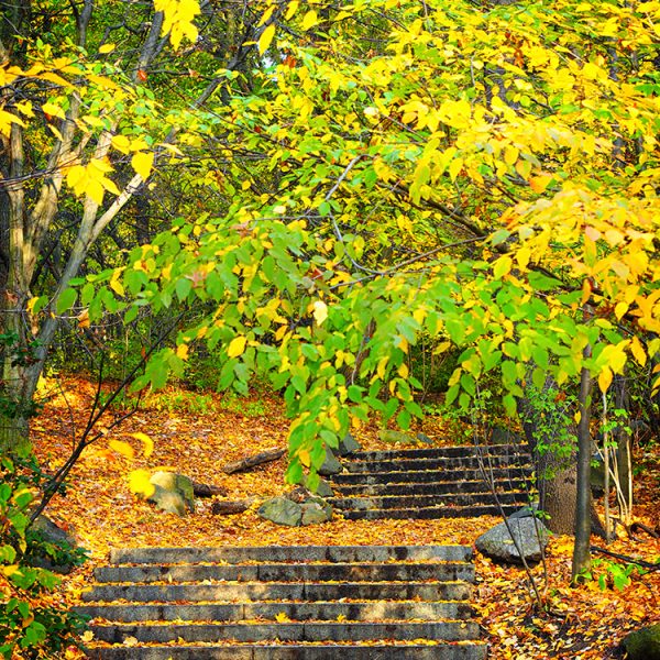 Fall in Prospect Park